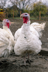 Breeding turkeys on the farm