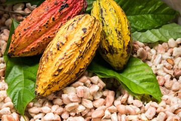 Cocoa beans and cocoa pod on a wooden surface.