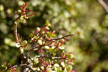 Spekboom with pink flowers growing