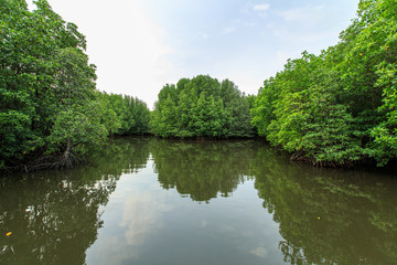 Fototapeta na wymiar Bang Kayak is a largest mangrove forests in Asia, Krasaop natural park, Koh Kong, Cambodia