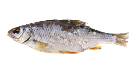jerky fish isolated on white background closeup