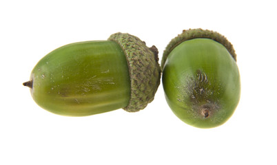 acorns isolated on white background closeup