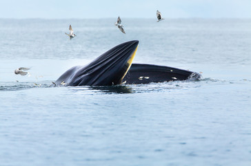 Naklejka premium Bryde's whale, Eden's whale, Eating fish at gulf of Thailand.