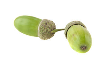 acorns isolated on white background closeup