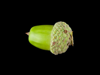 acorns isolated on a black background