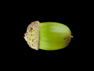 acorns isolated on a black background