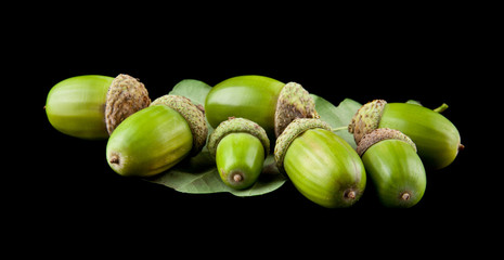 acorns isolated on a black background