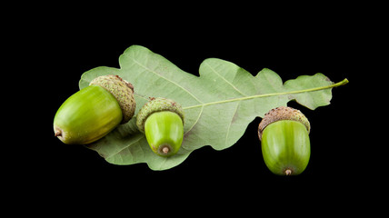 acorns isolated on a black background