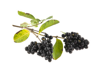 inedible black berries isolated on white background closeup