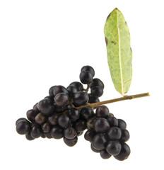 inedible black berries isolated on white background closeup