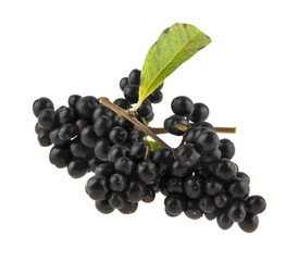 inedible black berries isolated on white background closeup