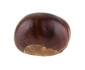 chestnut isolated on white background closeup