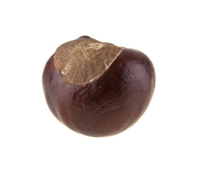 chestnut isolated on white background closeup