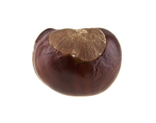 chestnut isolated on white background closeup