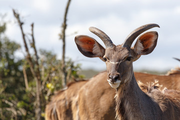 Baby kudu standing and staring at you
