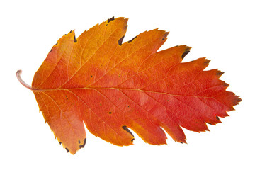 Naklejka na ściany i meble autumn leaves isolated on white background close-up