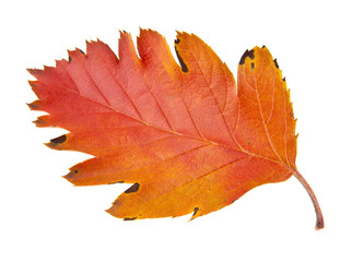 autumn leaves isolated on white background close-up