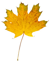 autumn maple leaves isolated on white background close-up