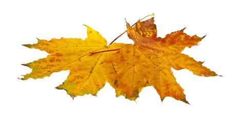 autumn maple leaves isolated on white background close-up