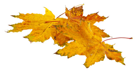 autumn maple leaves isolated on white background close-up