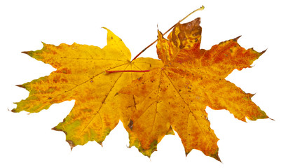 autumn maple leaves isolated on white background close-up