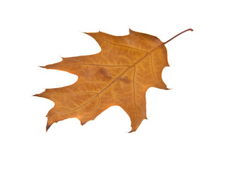 autumn one orange leaf isolated on white background