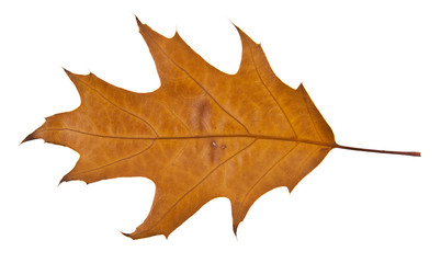 autumn one orange leaf isolated on white background