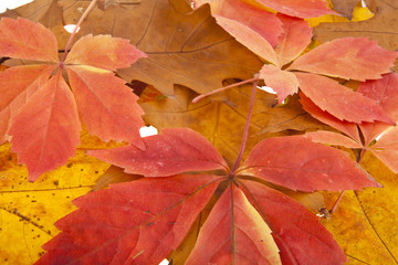 texture of autumn leaves as background