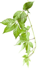green leaves of grapes isolated on white background close-up