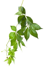 green leaves of grapes isolated on white background close-up