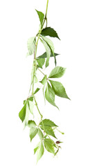 green leaves of grapes isolated on white background close-up