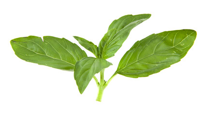 basil isolated on white background closeup