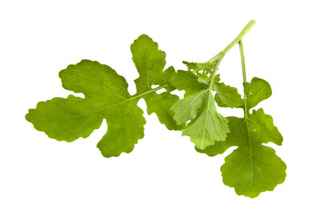 mustard leaves isolated on white background closeup