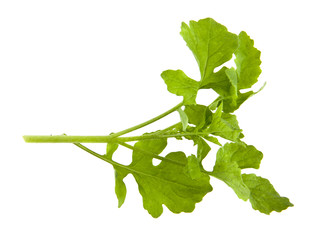 mustard leaves isolated on white background closeup
