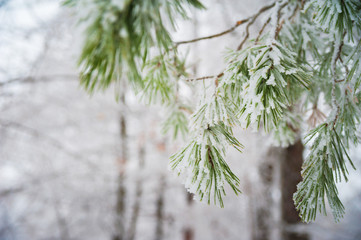 Beautiful snow-white white forest in winter. Background for your text from snow-covered branches and paws of Christmas trees.