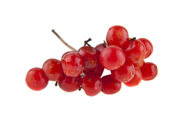 red viburnum isolated on white background closeup