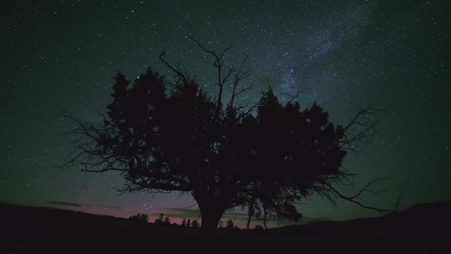 Lone western juniper with northern lights aurora borealis and milky way dark sky stars at night in desert