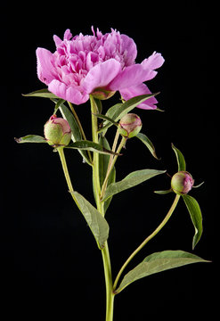 bouquet of peonies on a black background closeup