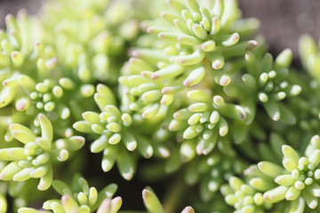 Rectangular arrangement of succulents. Cactus succulents in a planter