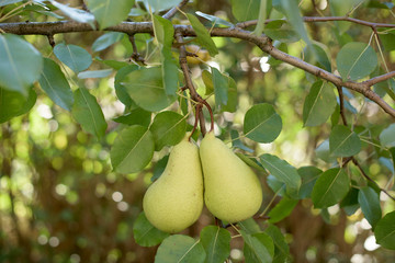 Two pears on a branch