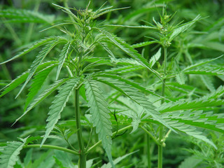Fototapeta premium green marijuana