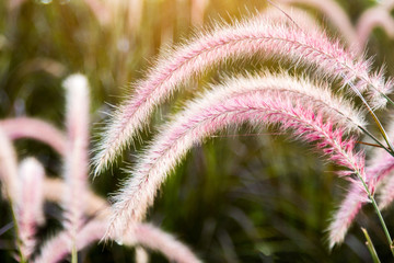 Vintage wild flower in sunset