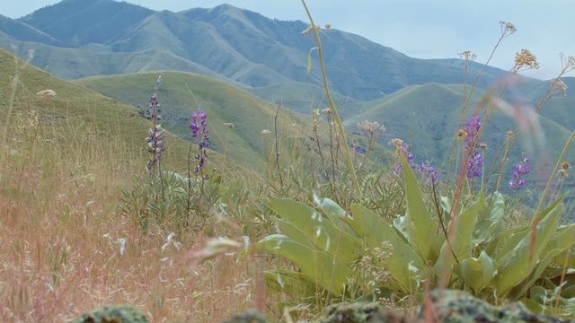 Lupine Purple Wildflowers Grande Ronde River Washington Oregon 49