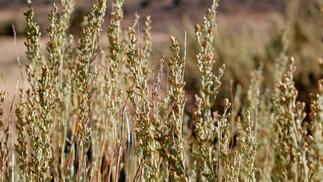 Macro desert plants Kiger Lookout Diamond Steens Mountain Near malheur Wildlife Refuge 2