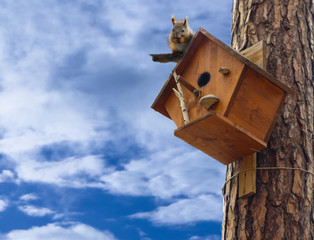 Squirrel sitting on the tree in a squirrel house on sky background with clouds. Squirrel eats the seeds. Squirrel in a Park