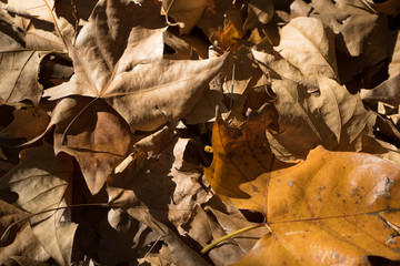 Colores de otoño, hojas secas