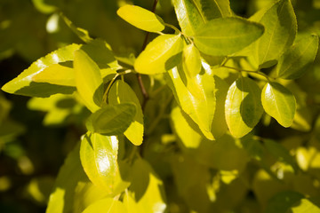 Colores de otoño, hojas secas
