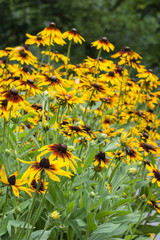 Flower of the Arnica.