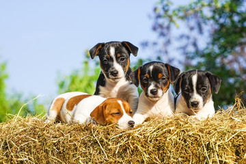 Vier süße Hundewelpen auf einem Strohballen