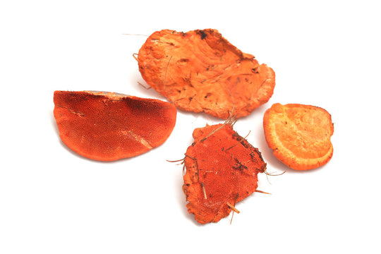 Pycnoporus cinnabarinus fungus